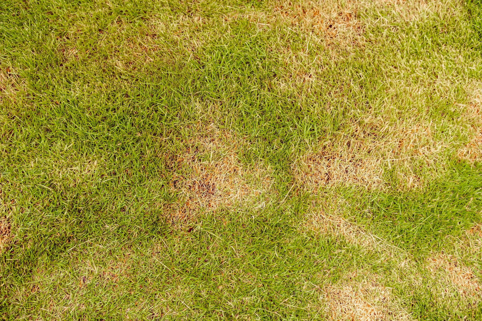 lawn in bad condition and need maintaining Jubilee Seeds & Turf
