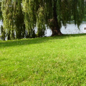 js12-economy-fine-grass-seed-mixture