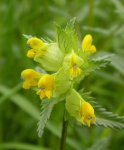 Seed Mix Online - Yellow Rattle
