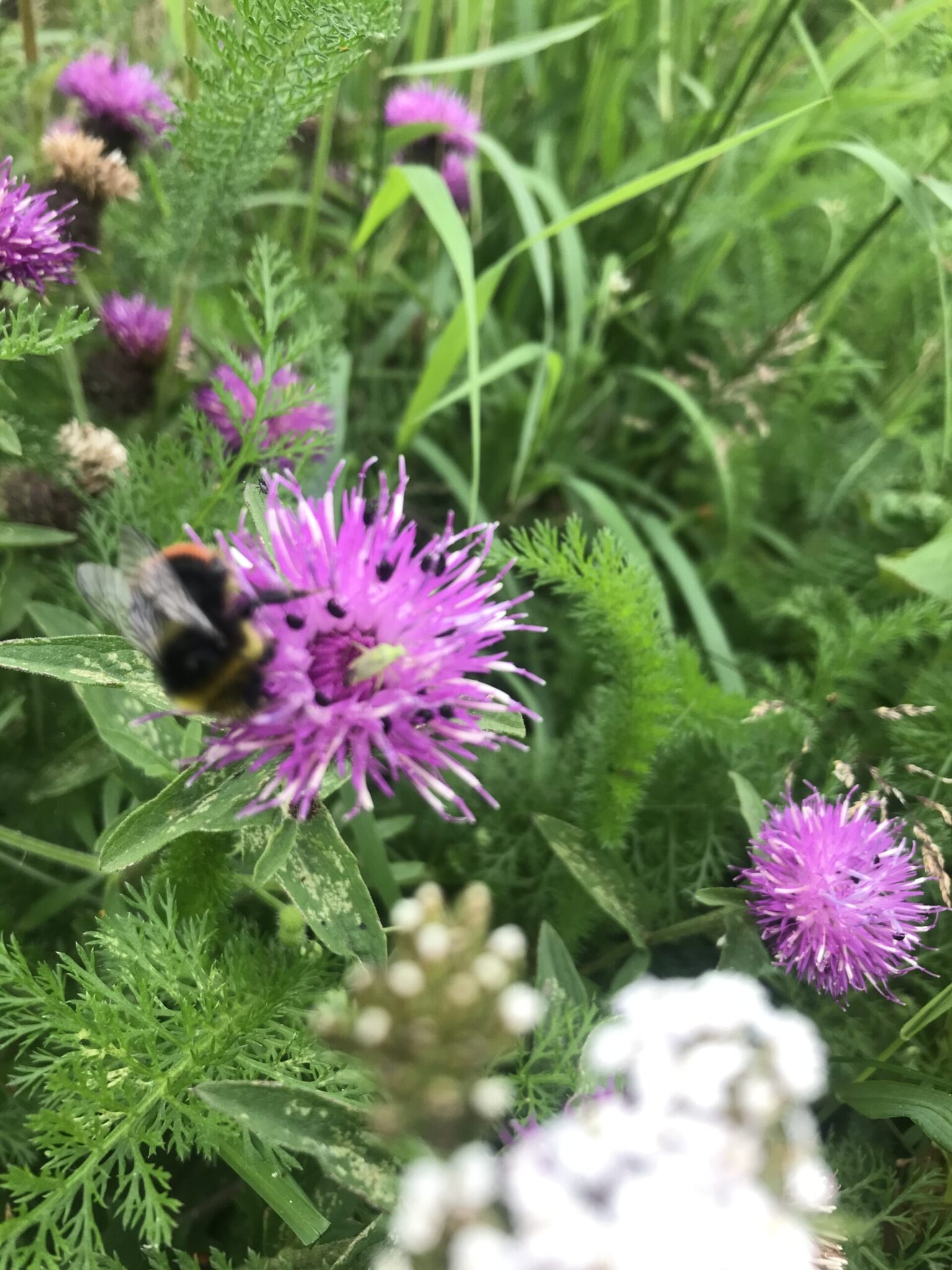 Jubilee Butterfly & Bee Jubilee Seeds & Turf Premium Bee Mix
