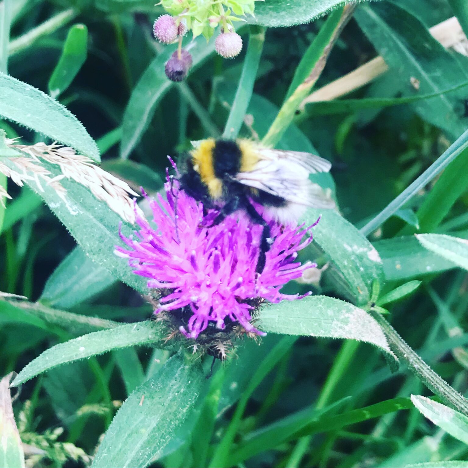 Jubilee Butterfly & Bee Jubilee Seeds & Turf Premium Bee Mix