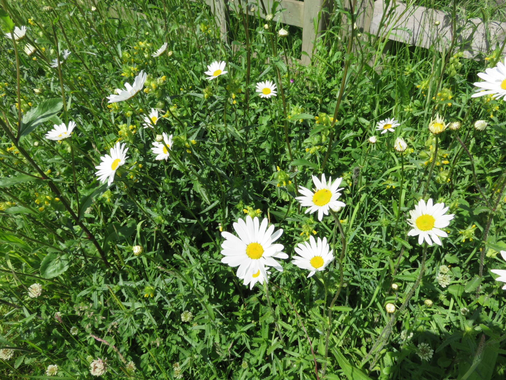 Ox Eye Daisy Seeds Jubilee Seeds & Turf