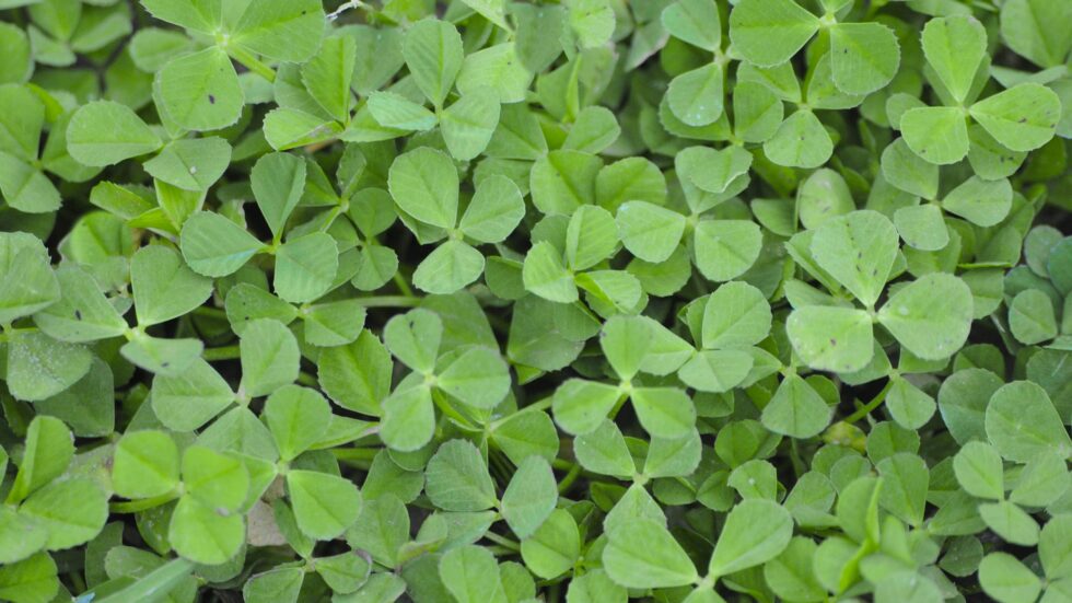 Clover Lawn Seed Online Clover Lawn Clover Grass Seed JS11