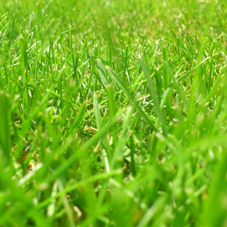 Rich Meadow Grass Seed Online JS28 Jubilee Seeds UK